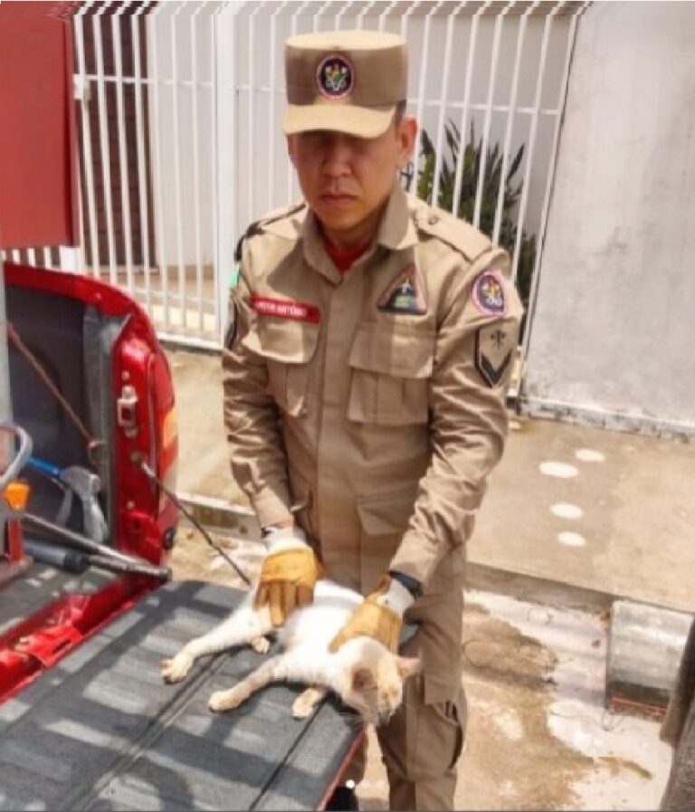 Gato que estava preso em bueiro é resgatado por bombeiros em Rio Branco