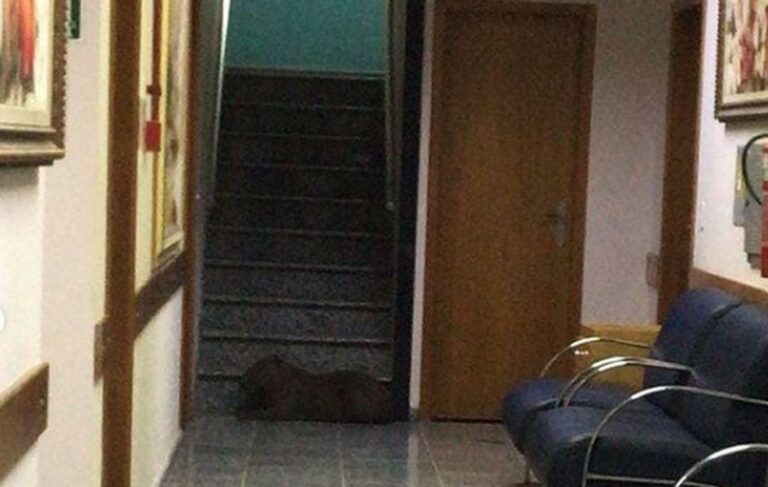 Capivara invade hospital, descansa no saguão e é devolvida à natureza