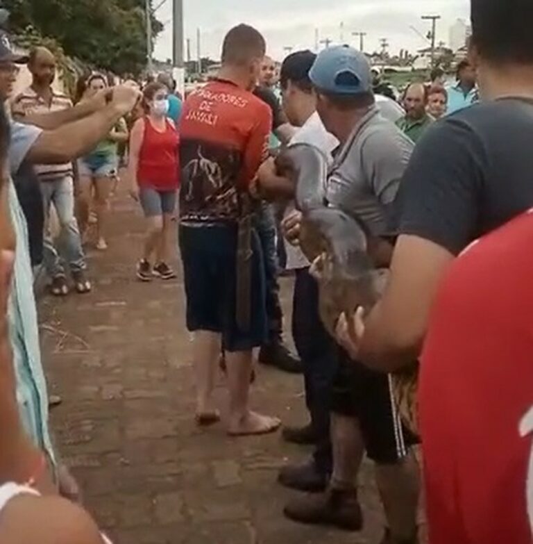 VÍDEO: após matar dois cães, sucuri de 5 metros e 60 kg é resgatada por força-tarefa