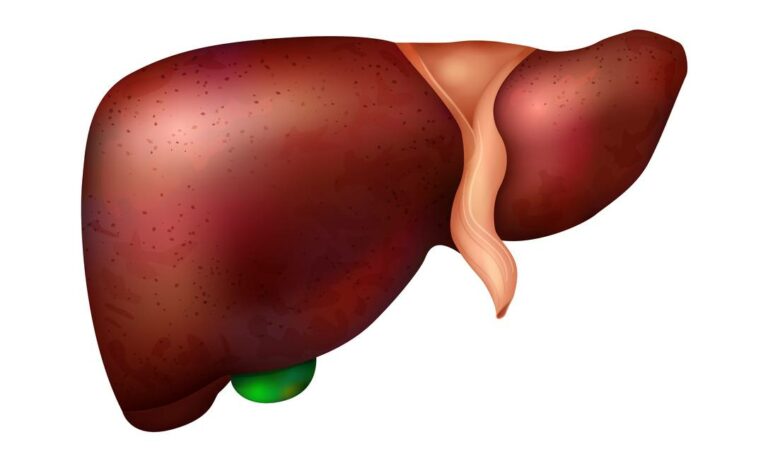 Fígado humano pode ‘mudar de sexo’, mostra estudo