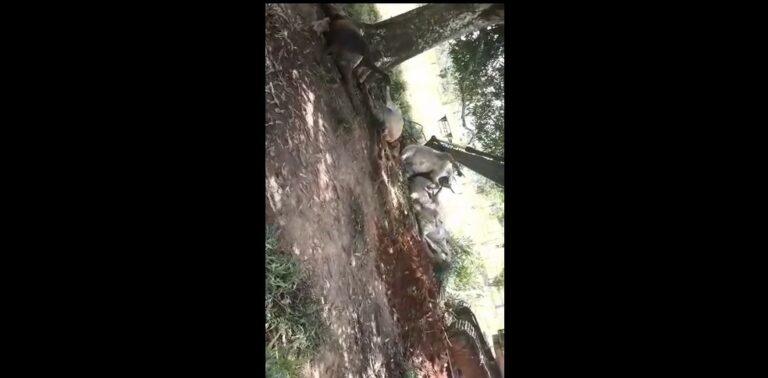 Raios atingem propriedades rurais e matam 22 cabeças de gado