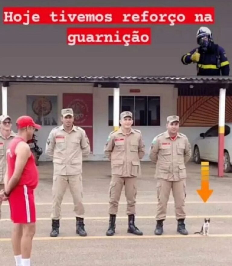 Corpo de Bombeiros registra gato ao lado da guarnição e publica nas redes sociais: “tivemos reforço na guarnição”