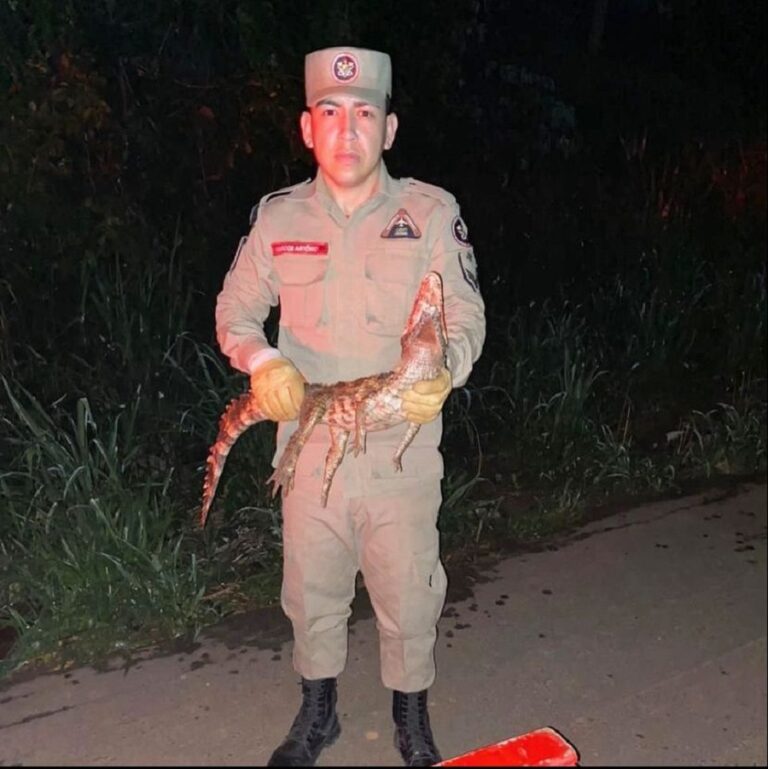 Em Rio Branco, Corpo de Bombeiros realizam captura de animal silvestre