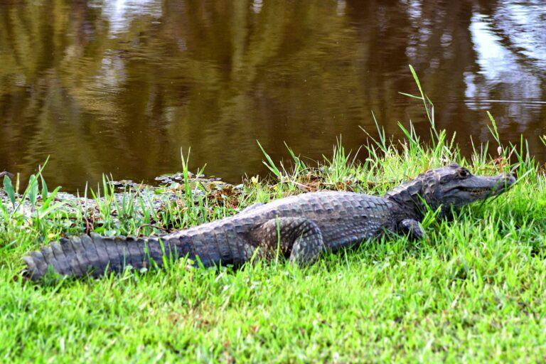 Jacaré no campus da Ufac