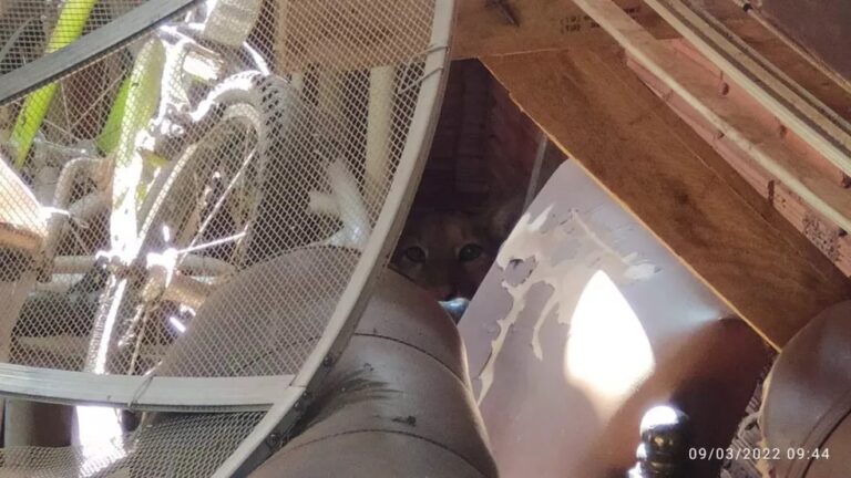 Moradora encontra onça no quintal de casa e operação com avião é feita para resgate: ‘achei que era um gatinho’