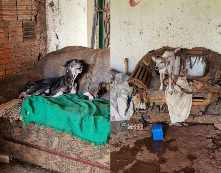 Cachorros irmãos são resgatados com larvas, órgãos expostos e ‘morrendo em pé’; tutora é presa