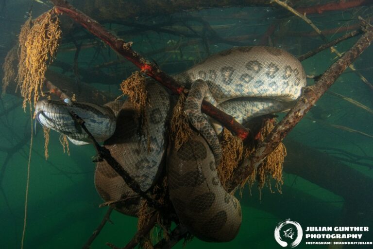 Fotógrafo registra maior espécie de sucuri do Brasil ‘relaxando’ embaixo d’água em MS; veja fotos