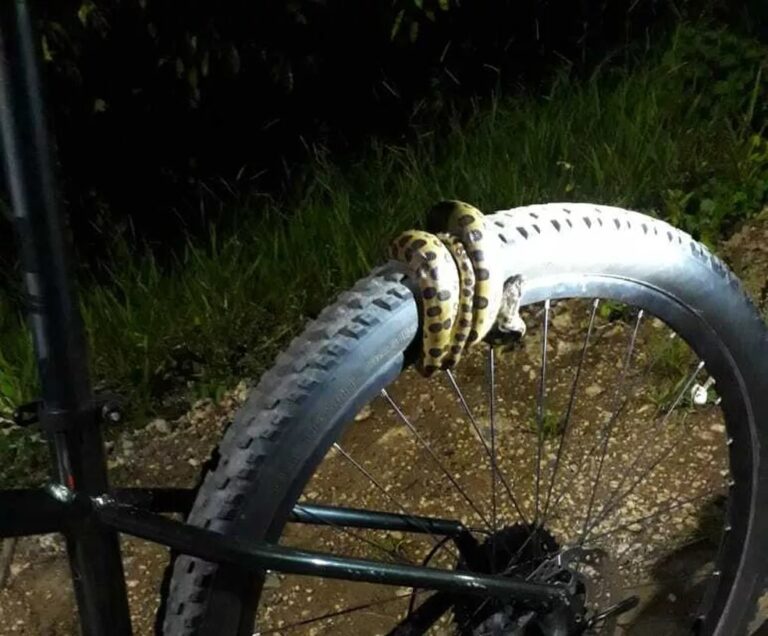 Ciclista tenta salvar sucuri de atropelamento e animal ‘se enrola’ na bicicleta