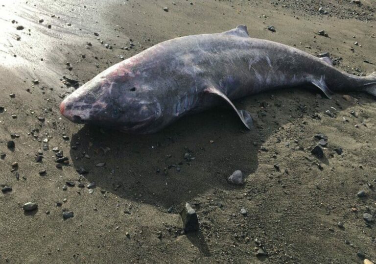 Tubarão-da-Groenlândia de 100 anos aparece morto em praia