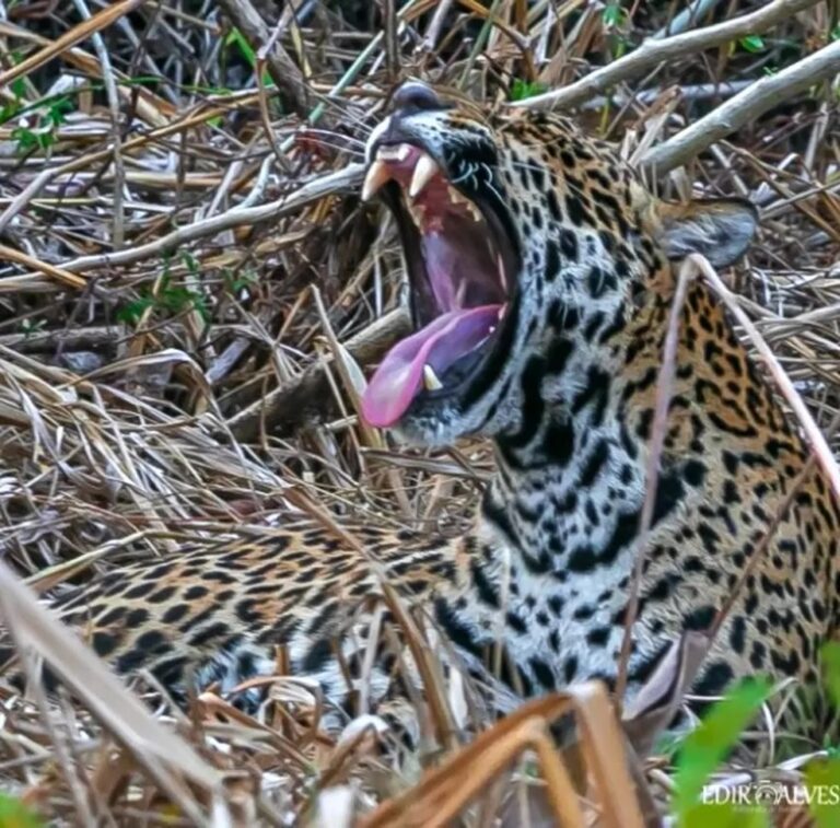 Durante bocejo, onça-pintada exibe presas para fotógrafo; veja fotos