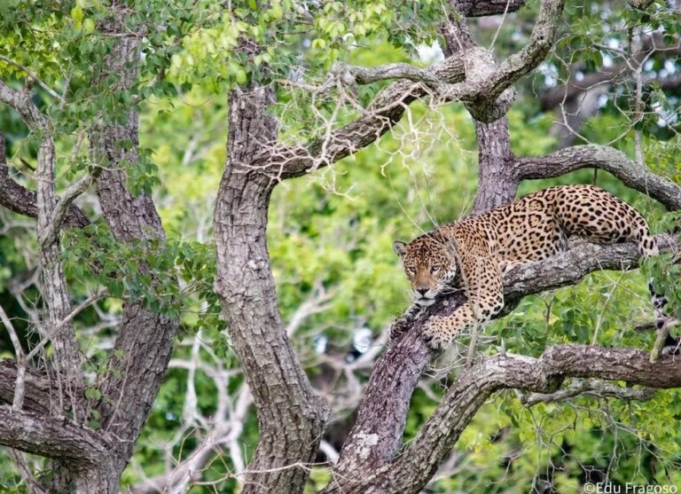 Pela 1ª vez no Pantanal, fotógrafo faz registros raros de onça predando capivara; veja vídeo