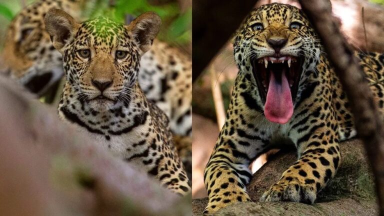 Professor de física viaja ao Pantanal e fica diante de mãe e filhote de onça-pintada