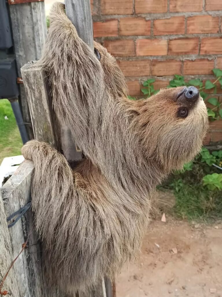 Preguiça-real é atacada por pitbull e tem pata arrancada