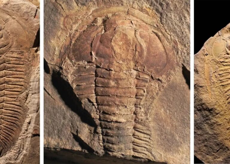 Descoberta revela o caso mais antigo de canibalismo da história