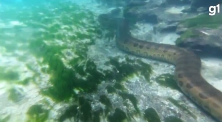 Guia de turismo flagra sucuri gigante em rio de água cristalina; veja vídeo