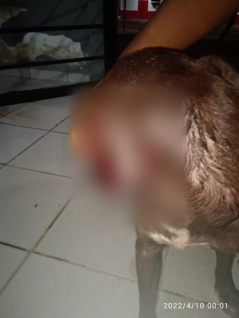 Idoso é preso após cortar orelha de cadela com tesoura