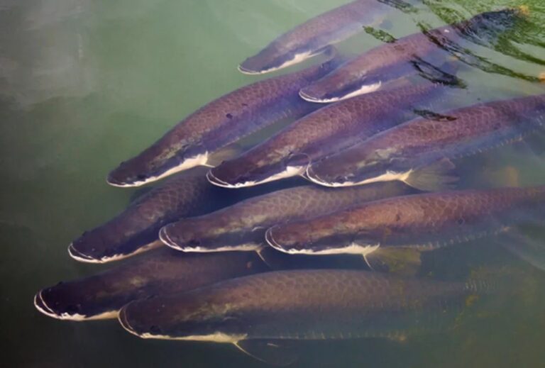 Pirarucu com mais de 2 metros e outros ‘gigantes’ do rio Madeira; veja lista