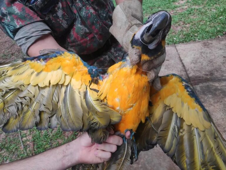 Ameaçada de extinção, arara-canindé é resgatada enroscada em linha de pipa com cerol