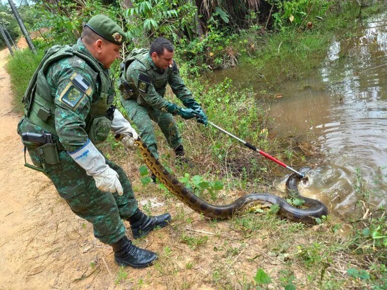 Sucuri de cinco metros é encontrada em escada que dá acesso à igarapé; VÍDEO