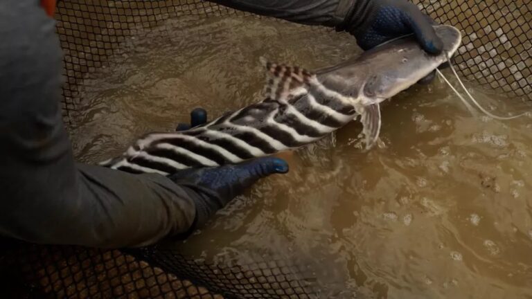 Pesquisadores começam processo de reprodução de nova espécie de peixe amazônico
