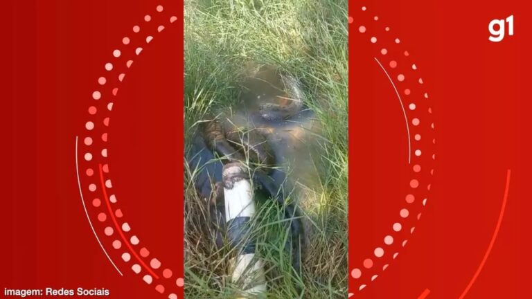 Empresário flagra sucuri durante ‘café da manhã’ em chácara; veja vídeo