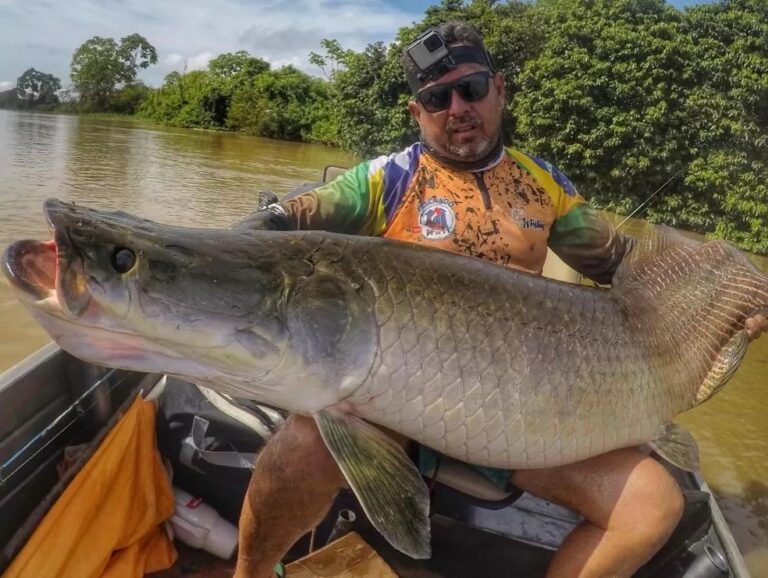 VÍDEO: Em menos de um mês, pescador fisga dois pirarucus com mais de 2 metros