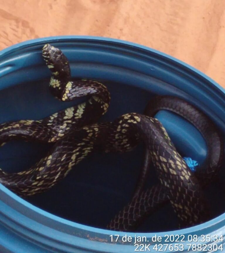 Cobra ‘fujona’ é encontrada dentro de moto e pica homem