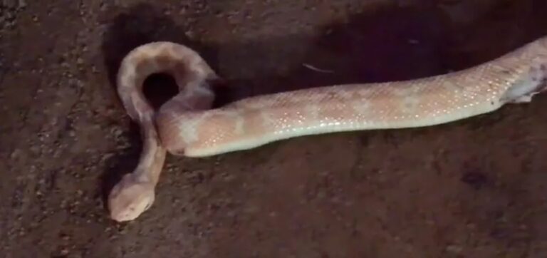 Cobra albina? Surucucu raríssima é encontrada morta; veja o vídeo