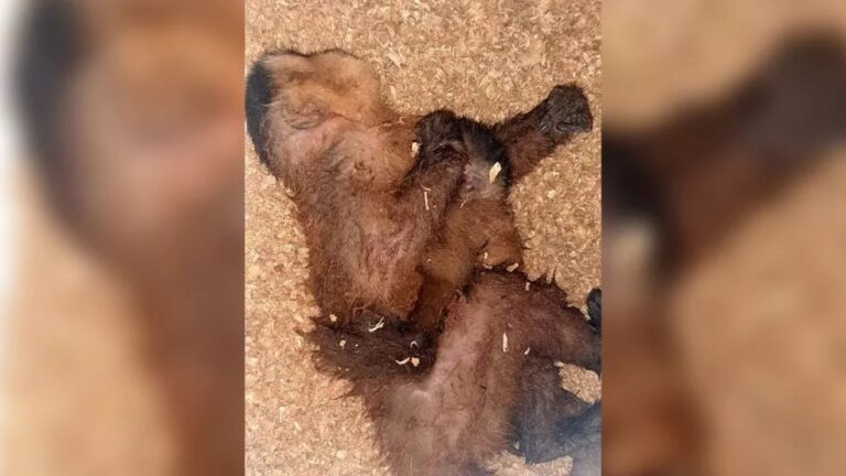 Filhote de macaco-prego permanece abraçado à mãe ‘doente’ durante resgate; veja vídeo