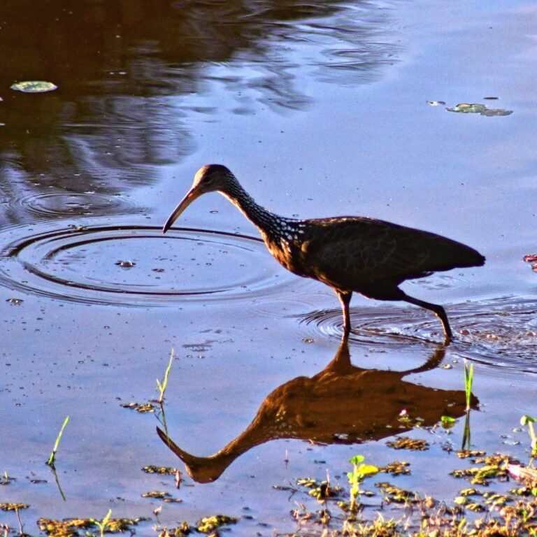 Pássaro no lago da Ufac