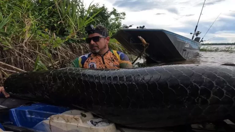Pescadores fisgam pirarucu de mais 2 metros e 100 kg no Rio Madeira em RO: ‘foi uma sensação incrível’
