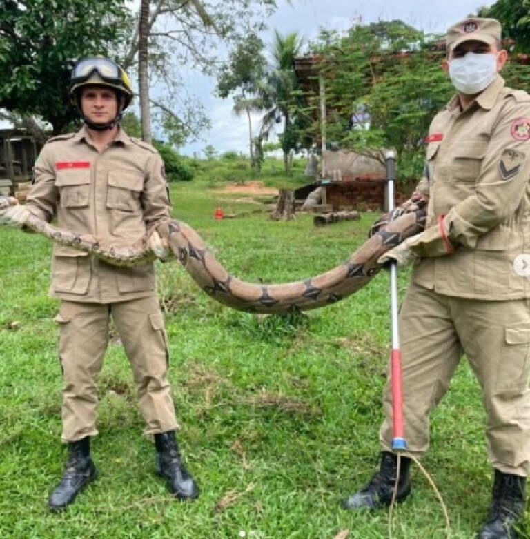 Jiboia de mais de 2 metros é capturada em quintal de residência no interior do AC