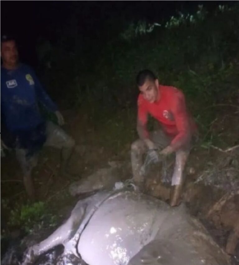 Bombeiros resgatam cavalo que estava atolado em lama de açude no AC