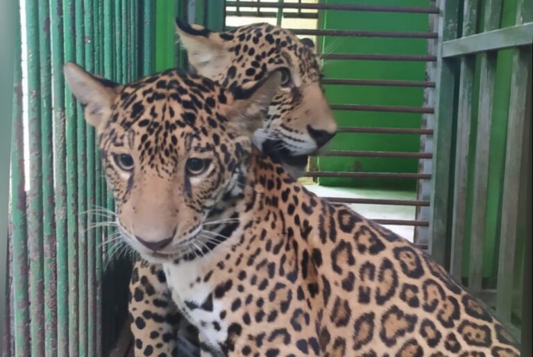 UOL repercute sucesso de ‘Maiara e Maraísa’ no AC e cantora reage a reportagem do ContilNet