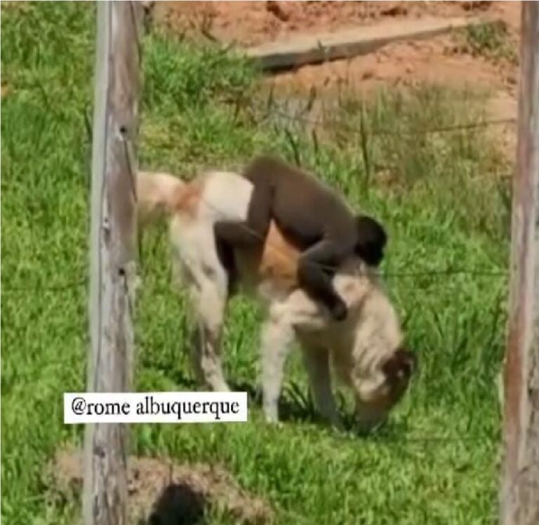 Vídeo mostra cachorro carregando macaco em município que faz fronteira com o AC; assista
