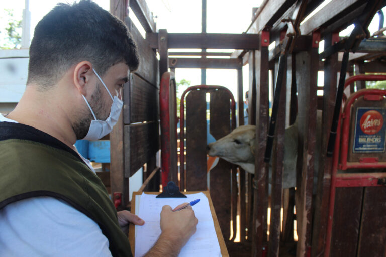 Idaf alerta criadores de gado sobre vacinação contra a brucelose, em Sena Madureira