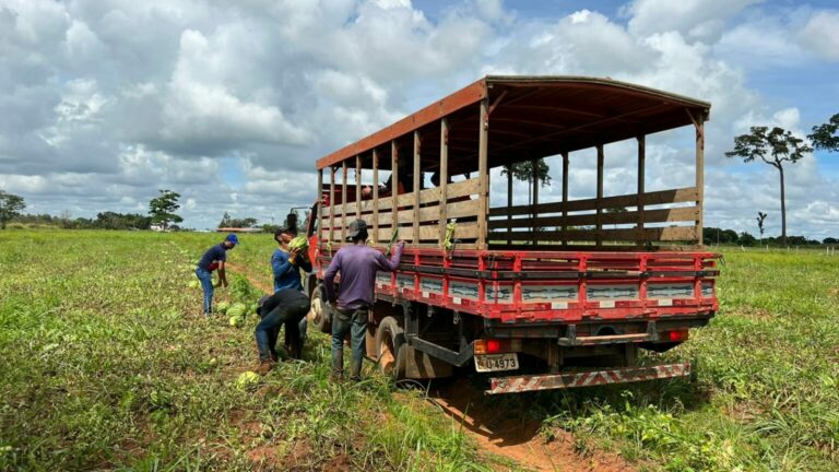Estado apoia produtores de Senador Guiomard na colheita de melancia