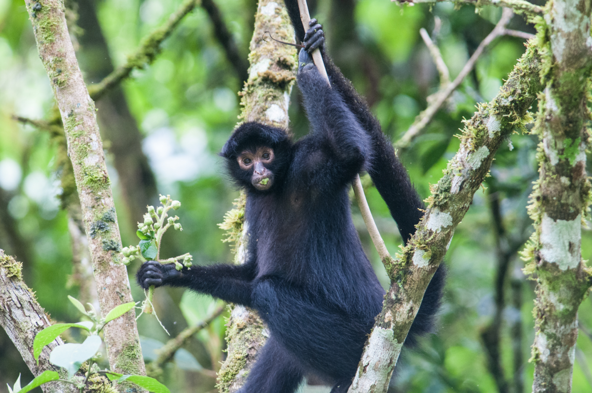 Macaco-aranha (Ateles belzebuth) - Ambientebrasil - Ambientes