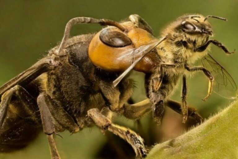 Idosa morre em mesa de restaurante após ser picada por vespa