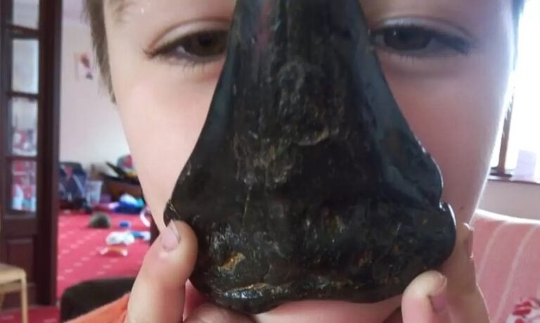 Menino de 6 anos encontra enorme dente de megalodon enquanto brincava na praia