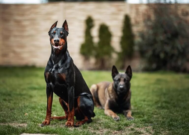 As 10 raças de cães mais perigosas do mundo