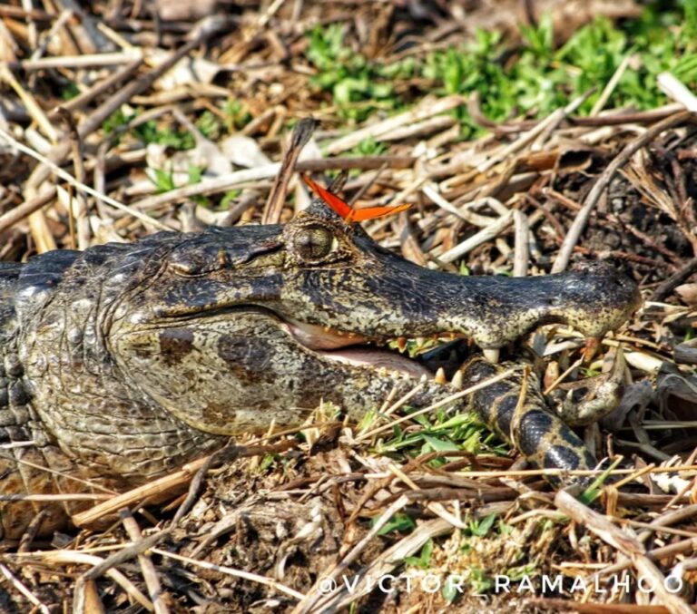 Jacaré atacando sucuri é flagrado por turistas durante passeio no Pantanal