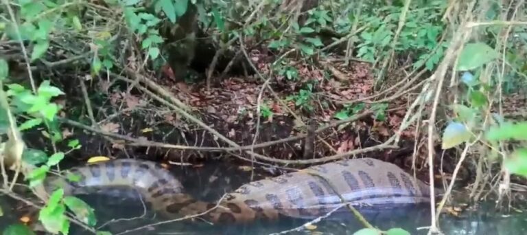 Com ‘barriga cheia’, sucuri gigante é flagrada nadando a caminho de toca em rio; veja vídeo