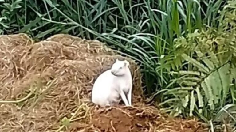 ‘Corre cutia’: idoso chama a polícia para tirar roedor que invadiu casa e transitava por cômodos