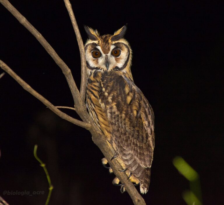 Coruja-orelhuda fotografada no Acre