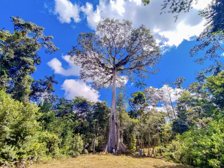 Terra Indígena Nukini