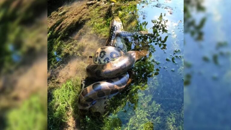 ‘Duelo de gigantes’: sucuri é flagrada enrolada a jacaré em rio de água; vídeo