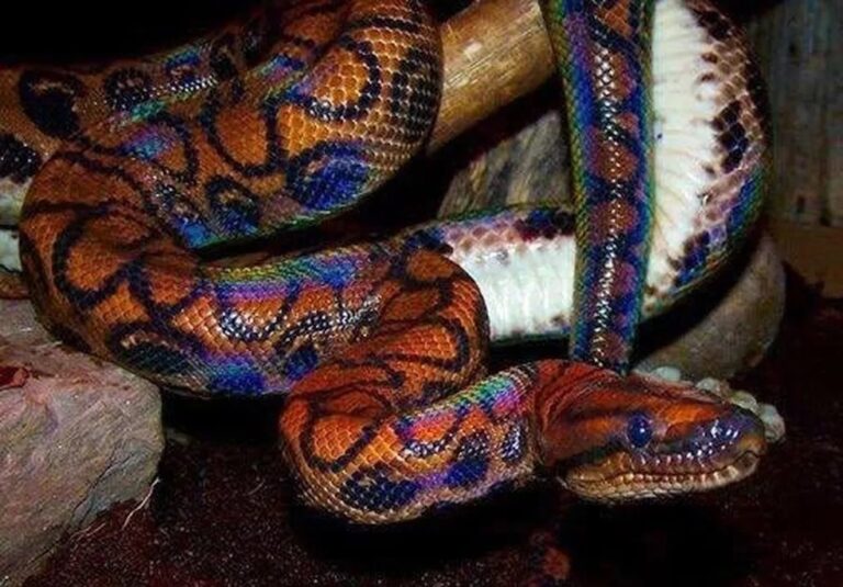 Jiboia ‘arco-íris’ é encontrada; entenda por que ela é colorida