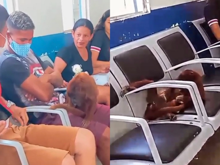 Vídeo: Macaco invade hospital no interior do Acre e pede carinho de pacientes