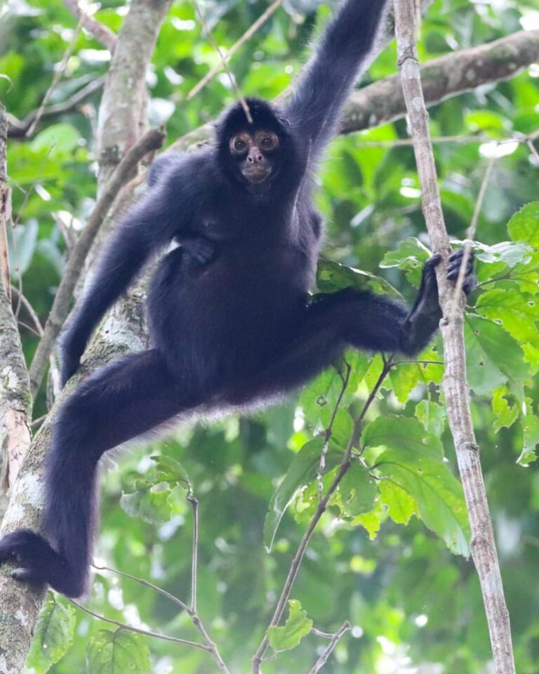 Sesacre pede que pessoas não maltratem macacos, após identificação de 1º caso suspeito da varíola